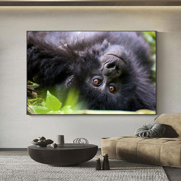Creatively taken Premium Gorilla Image | Aesthetic Wall Art
