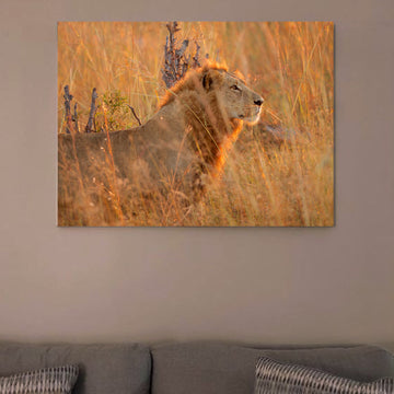The Lion | HD Canvas