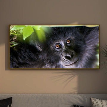 Mountain Gorilla Creative Photo | Jungle Wall Art