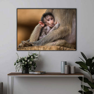 Beautiful Baby Monkey | Animal Wall Art