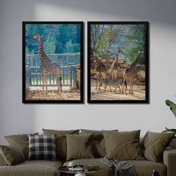 Beautiful Giraffe's in one Picture | Animal Wall Art