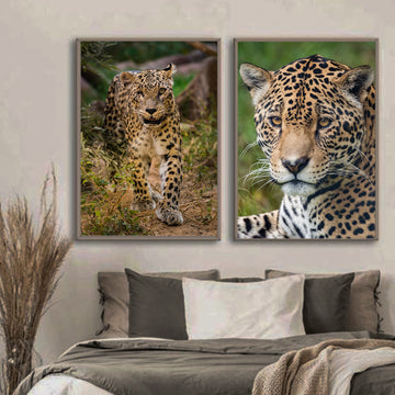 Persian Leopard Posing | Premium Animal Art